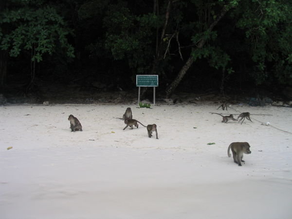 Monkey Beach monkeys