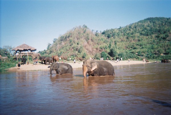 Elephant bath time