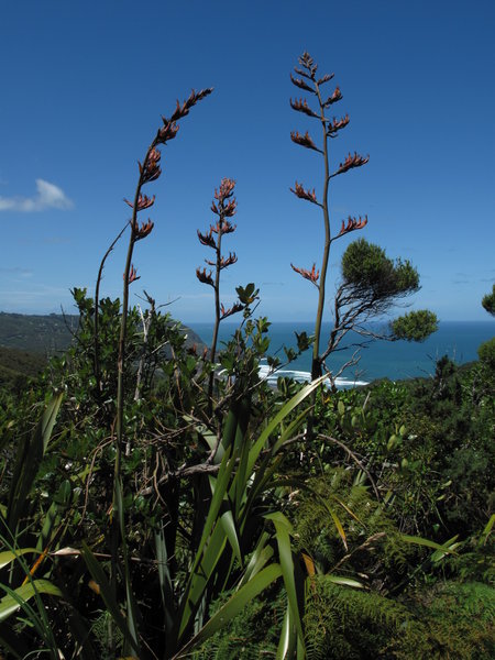 Auckland - flax bushes