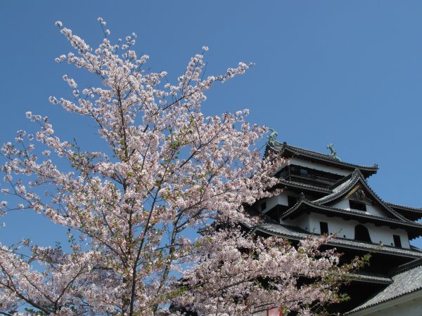 Cherry blossoms - Matsue Castle, Shimane