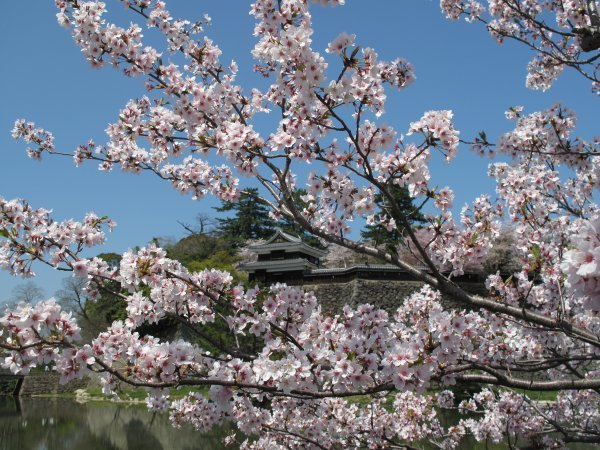 Cherry blossoms - Matsue Castle, Shimane