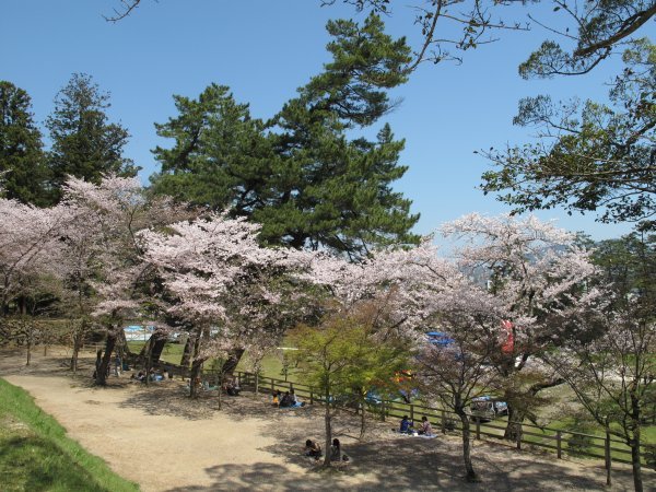 Cherry blossoms - Shimane