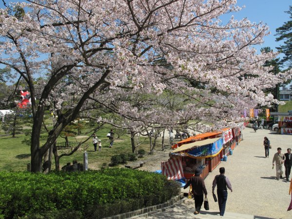 Cherry blossom viewing - Shimane