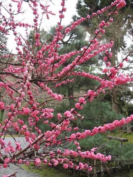 Peach blossoms in Kyoto