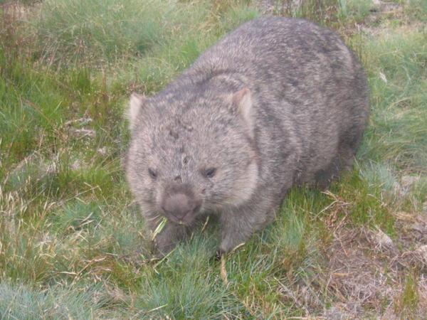 Cradle Valley wildlife - Wombat