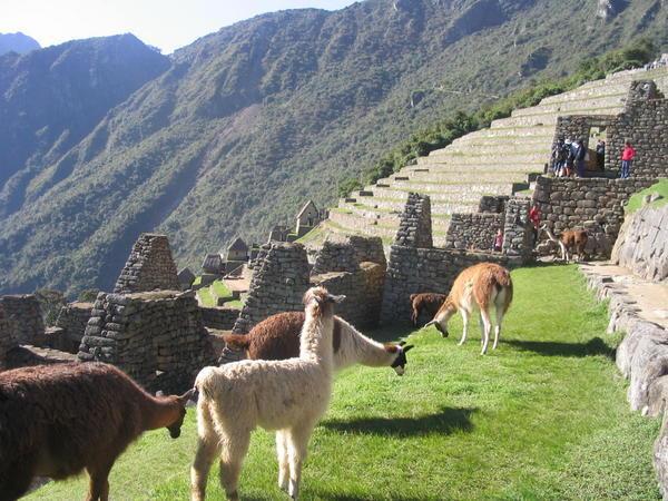Machu Picchu - Resident Llamas