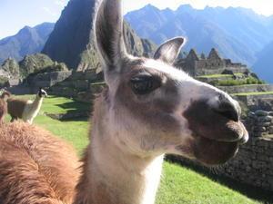Machu Picchu - Resident Llama