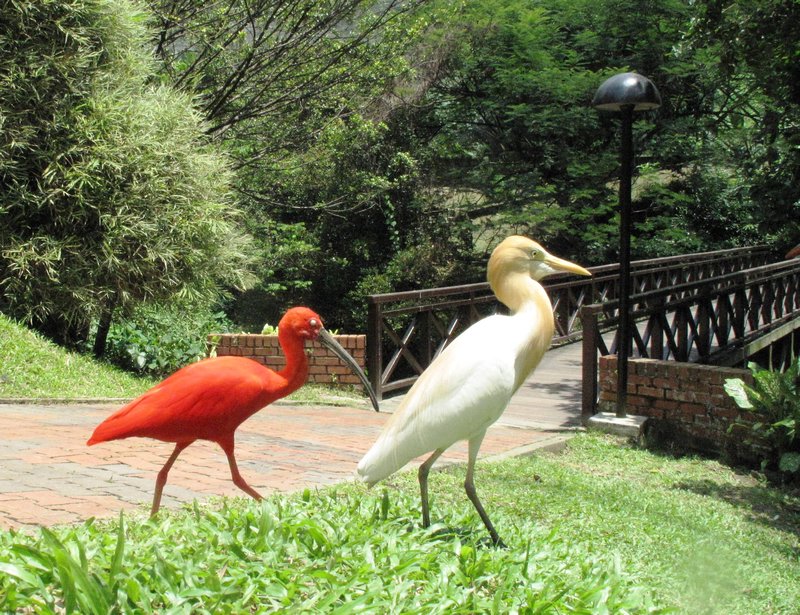 Scarlet Ibis and Cattle Egret