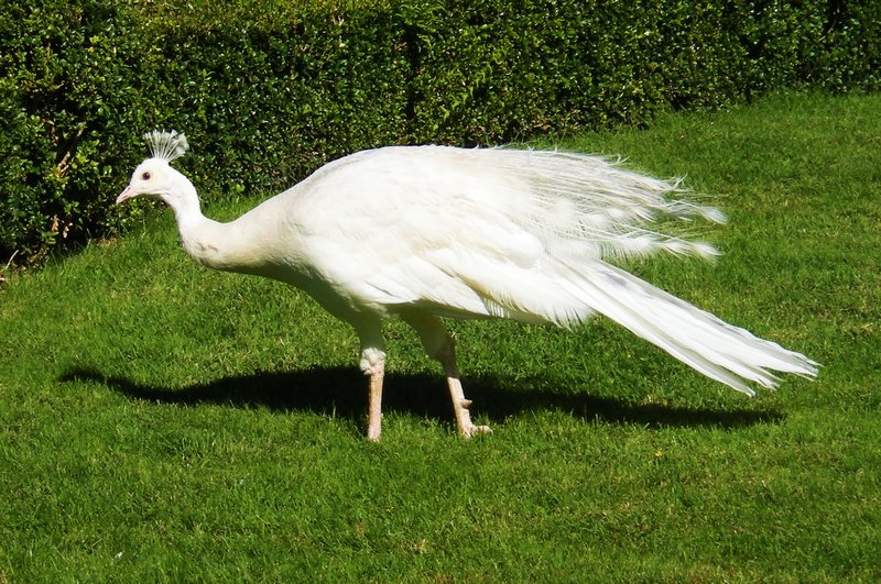One of white peacocks that roam gardens