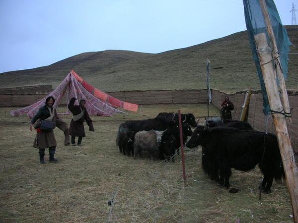 Herding the Yaks