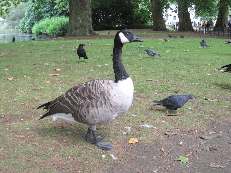 An Enormous Duck - Or Whatever the hell this is (St. James Park)