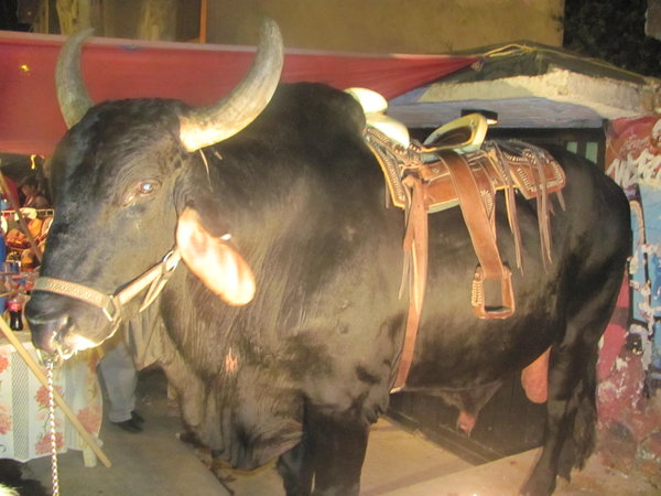 a brahma bull