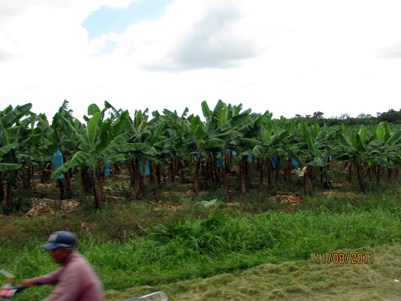 Banana Fields