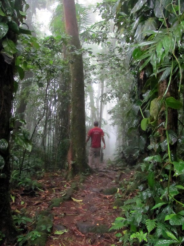In the Cloud Forest
