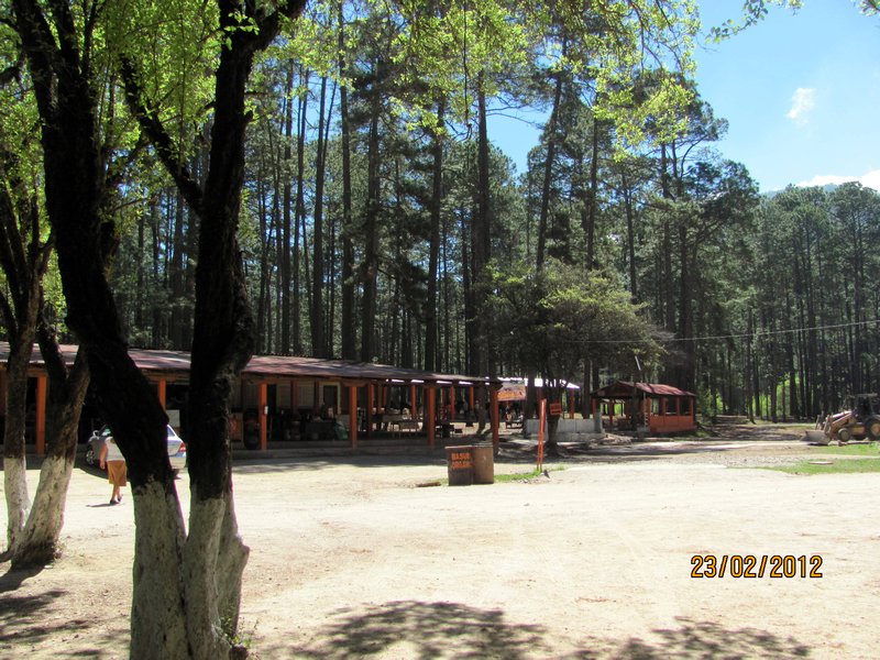 Pine Forest near the Caves