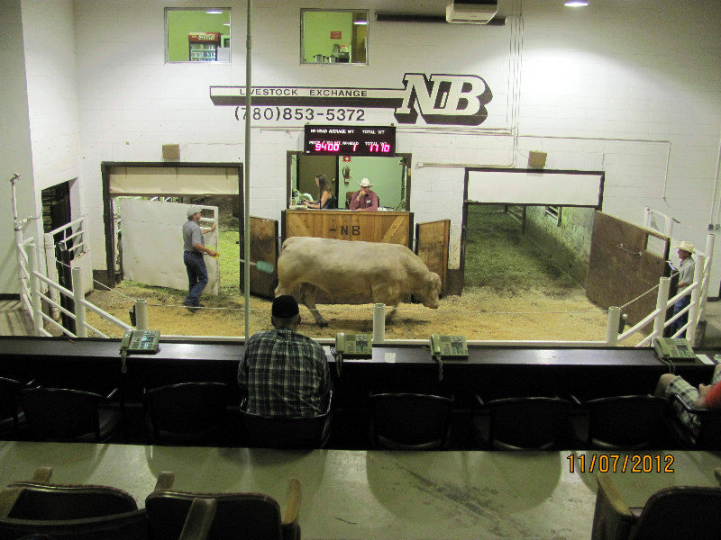 Linda's First Cattle Auction