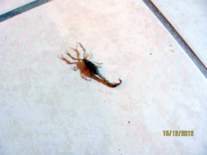 A Scorpion