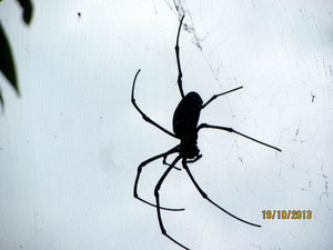 HUGE Spider