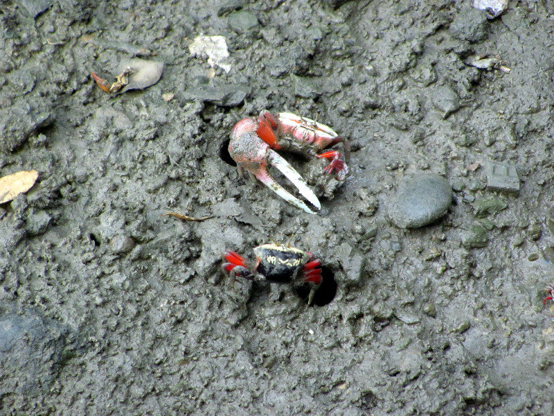 Unique Crabs at Dapeng
