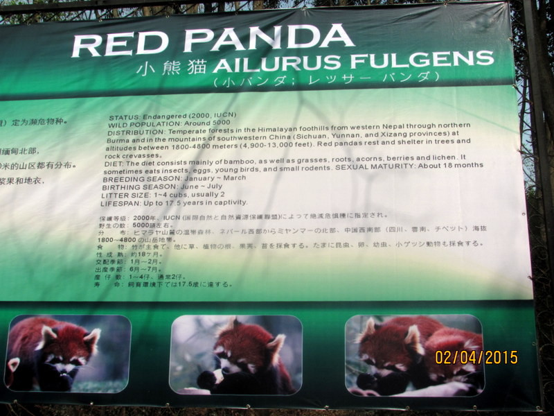 Panda Billboard