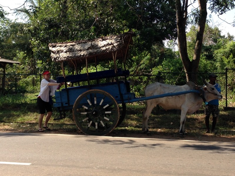A Bullock Cart and Oxen