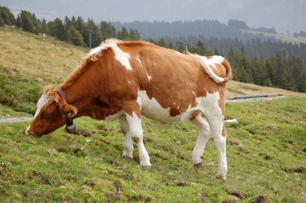 Swiss cow with bell