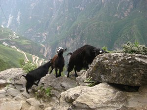 tiger leaping gorge (20)