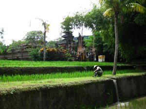 Bali Safari Park