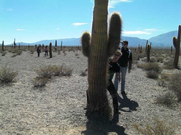 Giant Cacti.