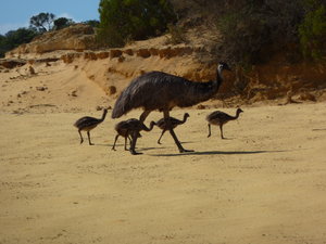 emus bei einem zwischenstopp  
