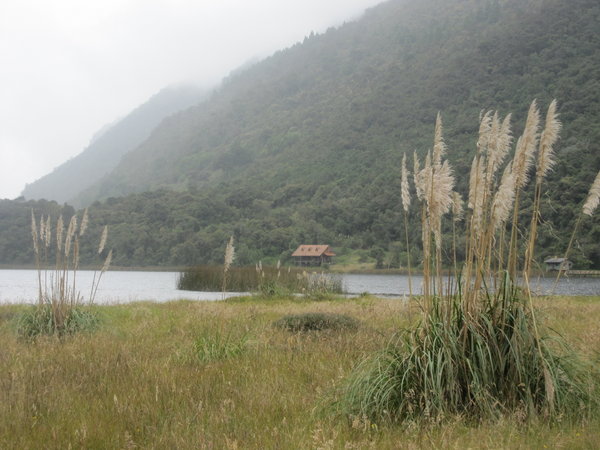 The Seaoats of Cajas