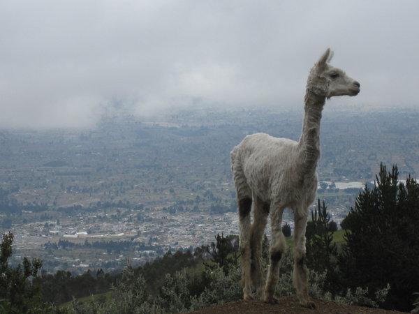 Llamas overlooking Latacunga