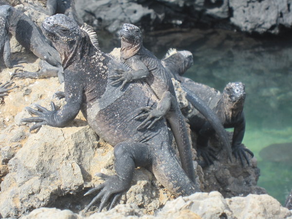 Sea Iguanas