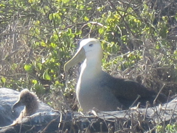 Albatross and baby