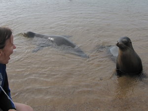 Chatting with sea lions