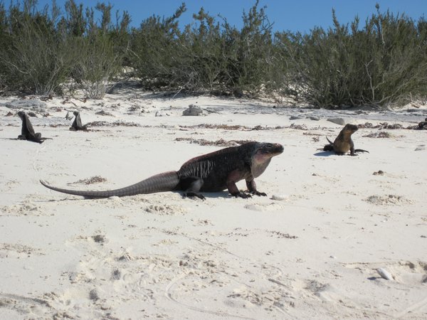 Iguanes sur la plage