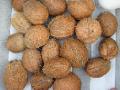 Ceuillette de noix de coco
