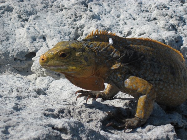 Iguane sur l'île de White Cay