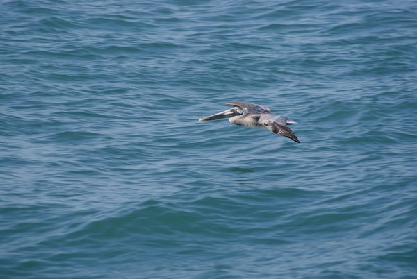 Un cormoran en vol sur la mer