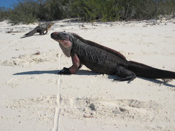 Des iguanes qui sont présentent sur certaines îles désertes des Bahamas