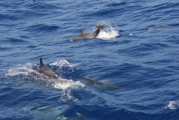 Des amis dauphins nous accompagnent en mer
