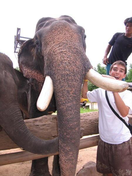 My Elephant Friend