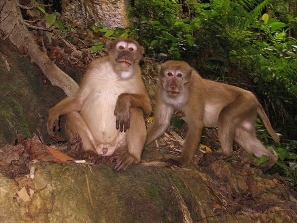 Crazy Macaques