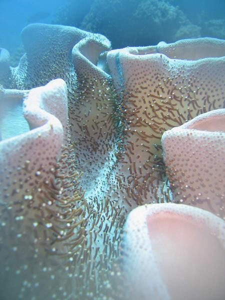 Weird lookin coral