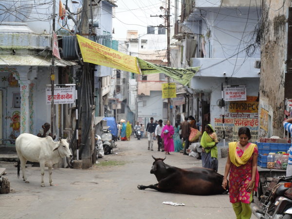 Annoying Cow in Udaipur...