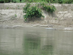 Crocodile in the wild...