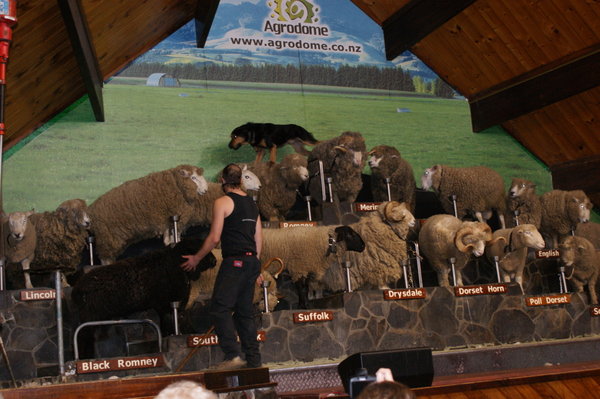 The Sheep Show