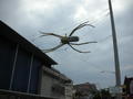 Townsville edderkop