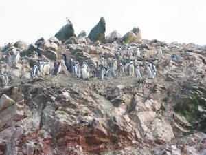 Humbolt penguins, Ballestas Islands