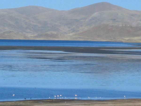 On the way to Puno... can you see the flamingos?